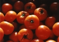 Tomaten